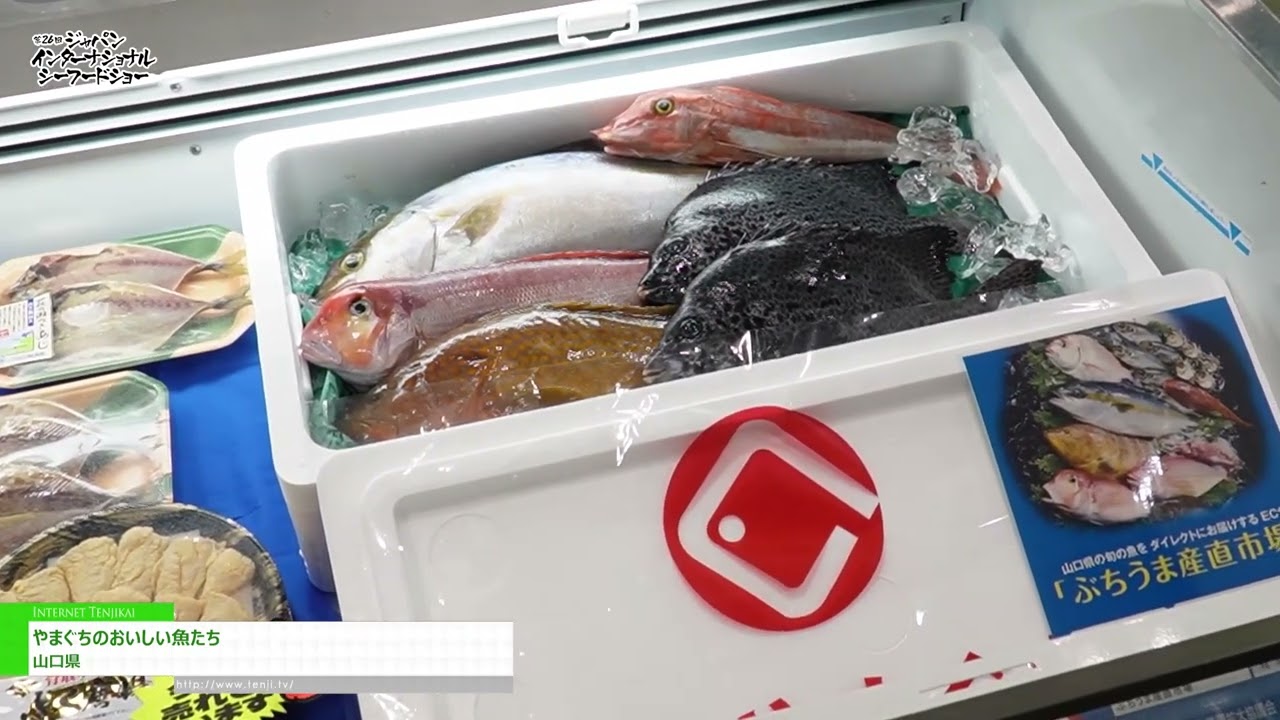 Highlights from [26th “Japan International Seafood Show”] Delicious Fish from Yamaguchi - Yamaguchi prefecture